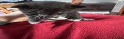 Mixed Breed cats for sale: British short hair X Tabby Kittens - Advert 23