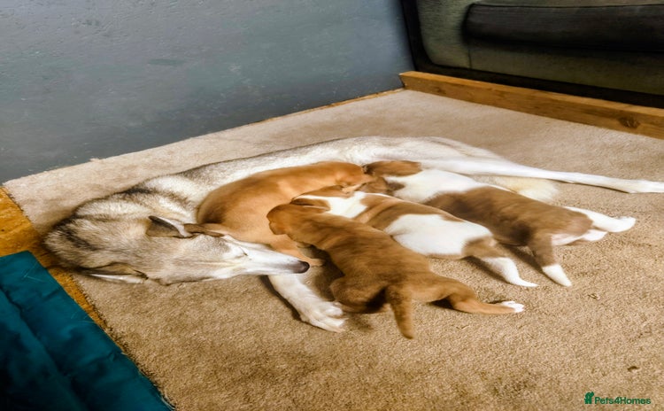 Mixed Breed dogs - Advert 1