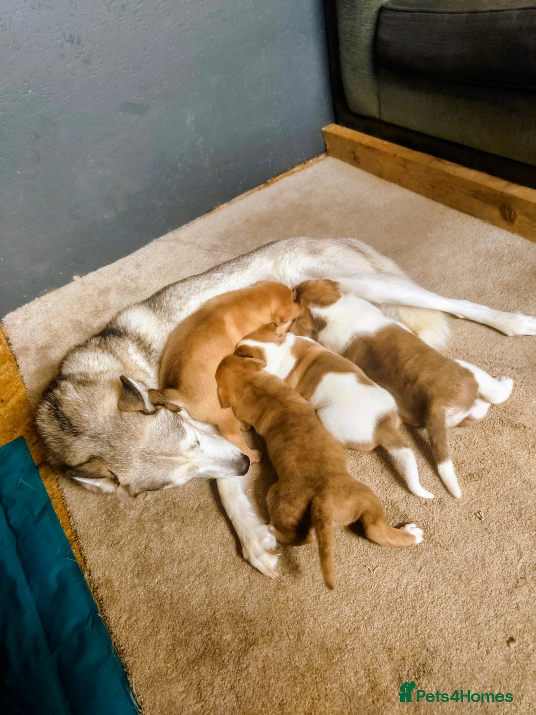 Mixed Breed dogs for sale: bullskys pups - Image 1