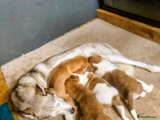 Mixed Breed dogs - Advert 2