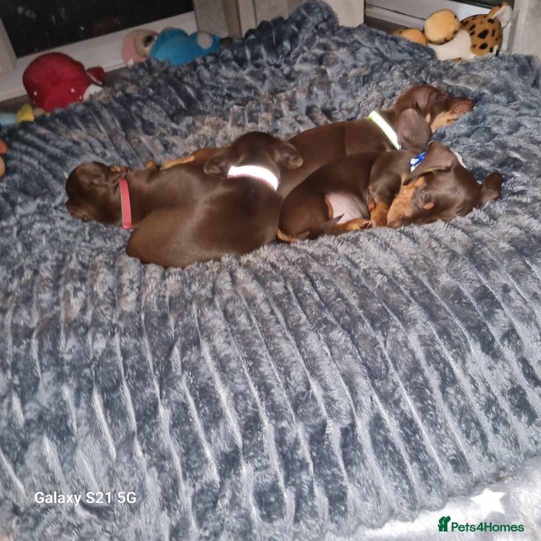 Dachshund dogs for sale: Chocolate and tan miniature dachshunds  - Advert 8