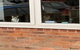 Mixed Breed cats for sale: 2 Gorgeous tabby boys left! - Advert 10