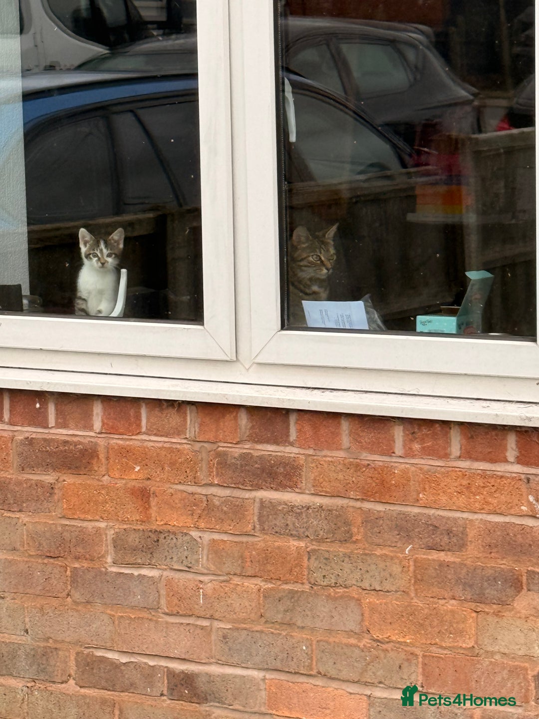 Mixed Breed cats for sale: 2 Gorgeous tabby boys left! - Advert 10