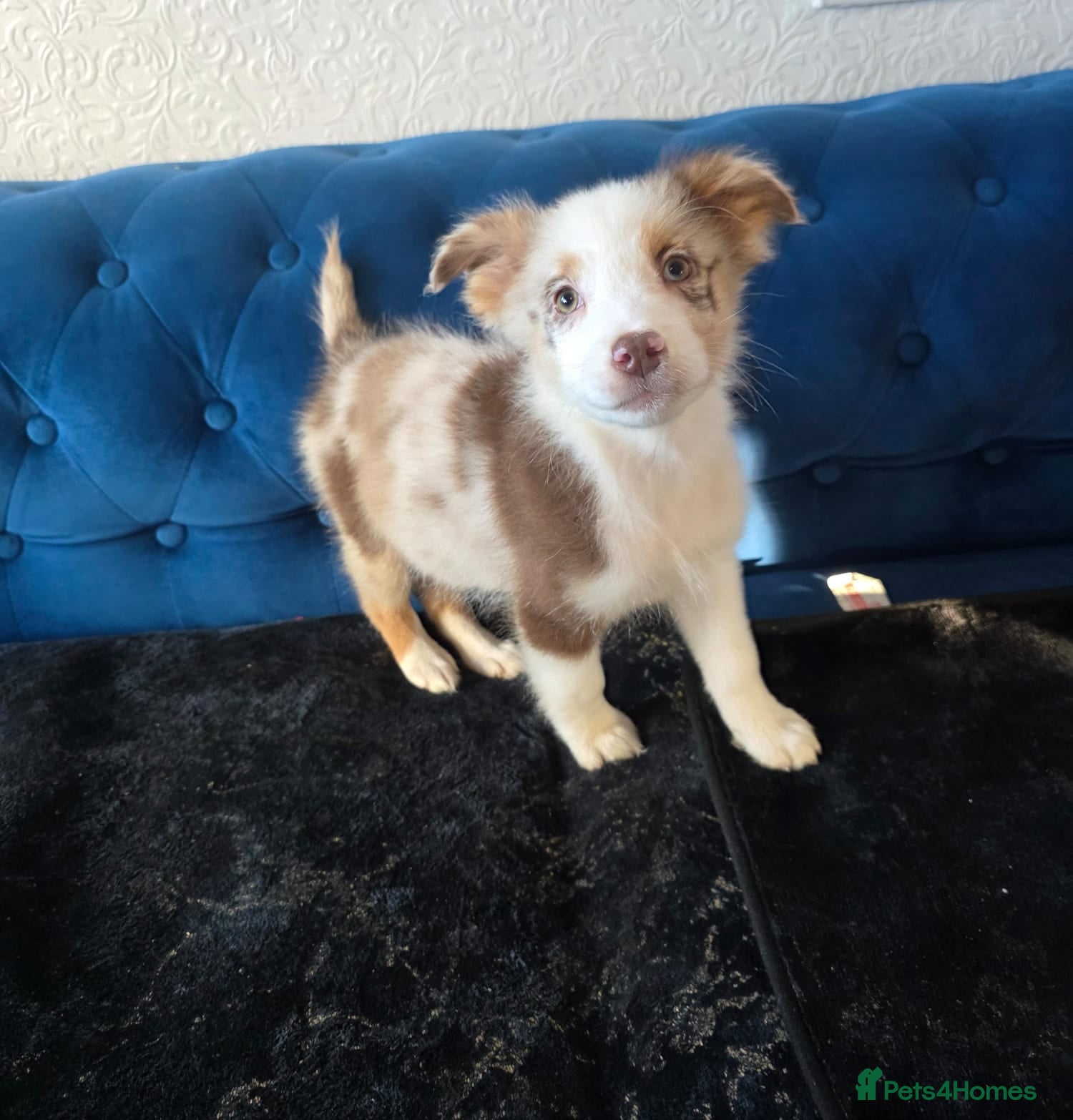 Australian Shepherd dogs Champion kc registerd pups - Advert 1