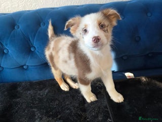 Australian Shepherd dogs Champion kc registerd pups - Advert 8