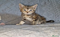 Ragdoll cats for sale: Ragdoll cross - Image 11