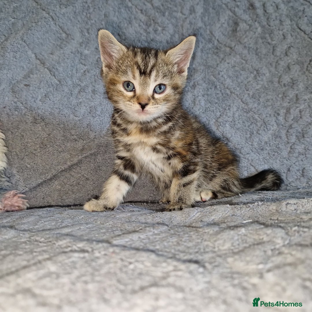 Ragdoll cats for sale: Ragdoll cross - Image 11