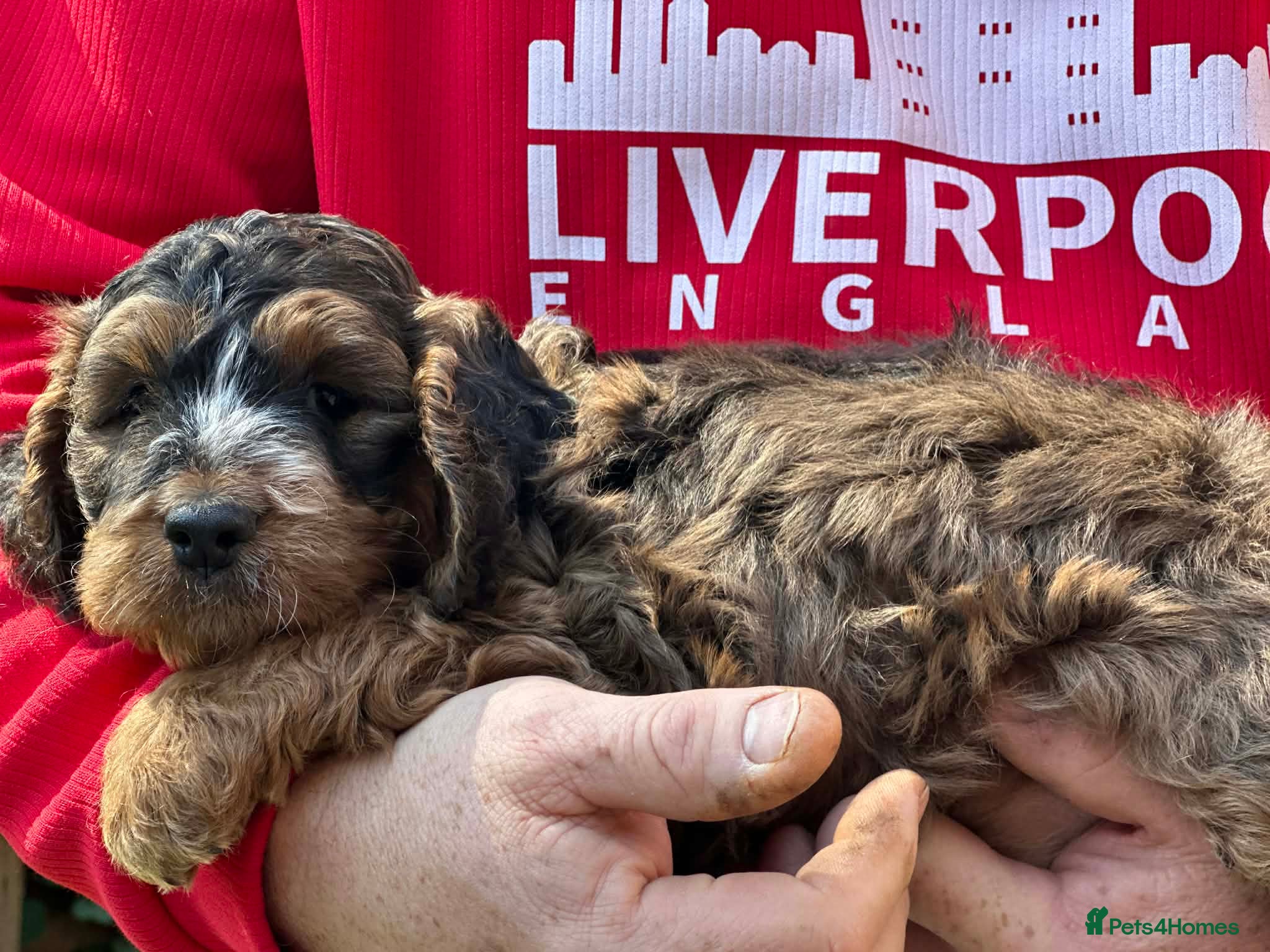 Cockapoo dogs 🐾 Beautiful Sable F1 Cockapoo Puppies 🐾 - Advert 2