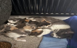 British Longhair cats for sale: 6 beautiful lovable friendly kittens - Image 17