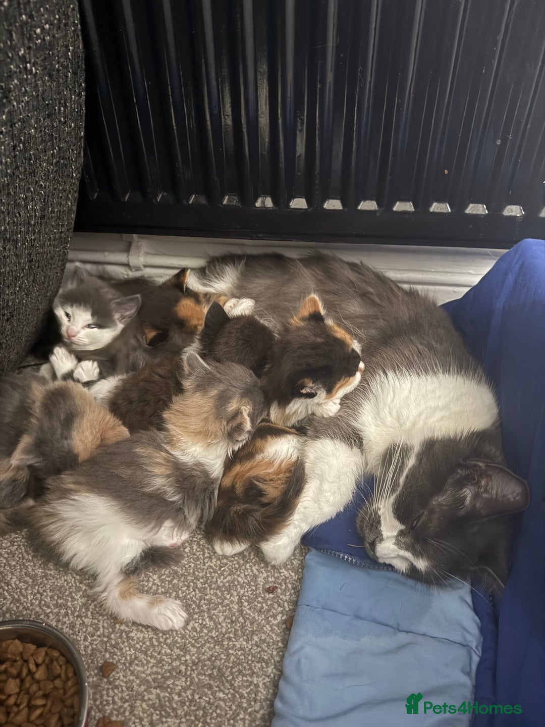 British Longhair cats for sale: 6 beautiful lovable friendly kittens - Image 17