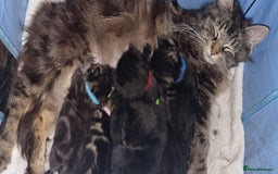 Mixed Breed cats for sale: 5 beautiful kittens for sale.Read the description. - Image 12