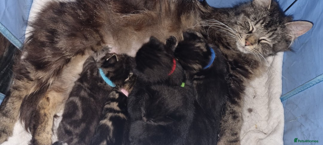 Mixed Breed cats for sale: 5 beautiful kittens for sale.Read the description. - Image 12