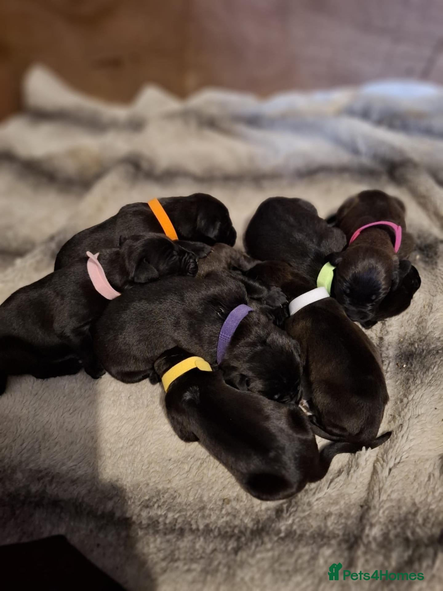 Mixed Breed dogs for sale: Rhodesian labrador - Advert 12