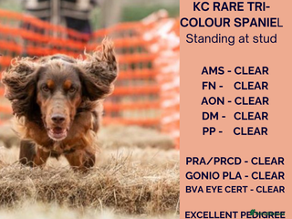 Cocker Spaniel dogs in Bristol - Advert 1