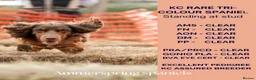 Cocker Spaniel dogs for stud: KC Pedigree Cocker Spaniel FULL DNA TESTS in Bristol - Advert 1