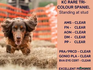 Cocker Spaniel dogs KC Pedigree Cocker Spaniel FULL DNA TESTS in Bristol - Advert 2