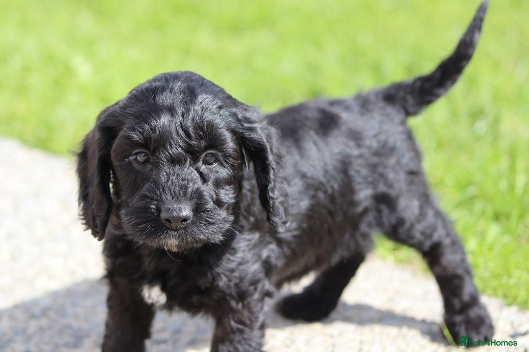 Cockapoo dogs for sale: F1 Cockapoo puppies for sale  - Image 14