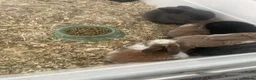 Mini Lop rabbits for sale: Mixed mini lops  in Halesowen - Advert 4