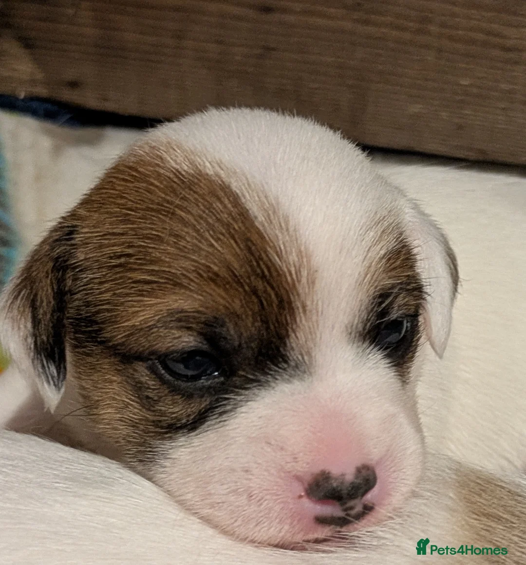 Jack Russell dogs for sale: Jack Russell Puppies - Advert 15
