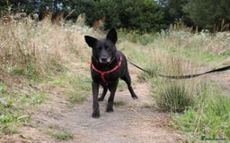 Mixed Breed dogs for adoption: 💖🐶 MARY 🐶💖 - Image 15