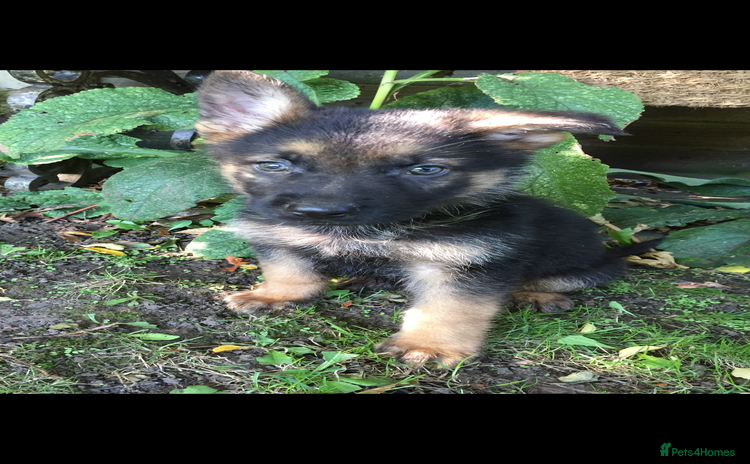 German Shepherd dogs - Advert 1