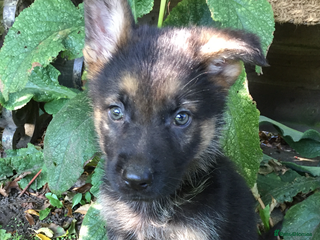 German Shepherd dogs - Advert 3