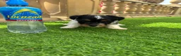 Jack Russell dogs for sale: Short legged Jack russels - Advert 11