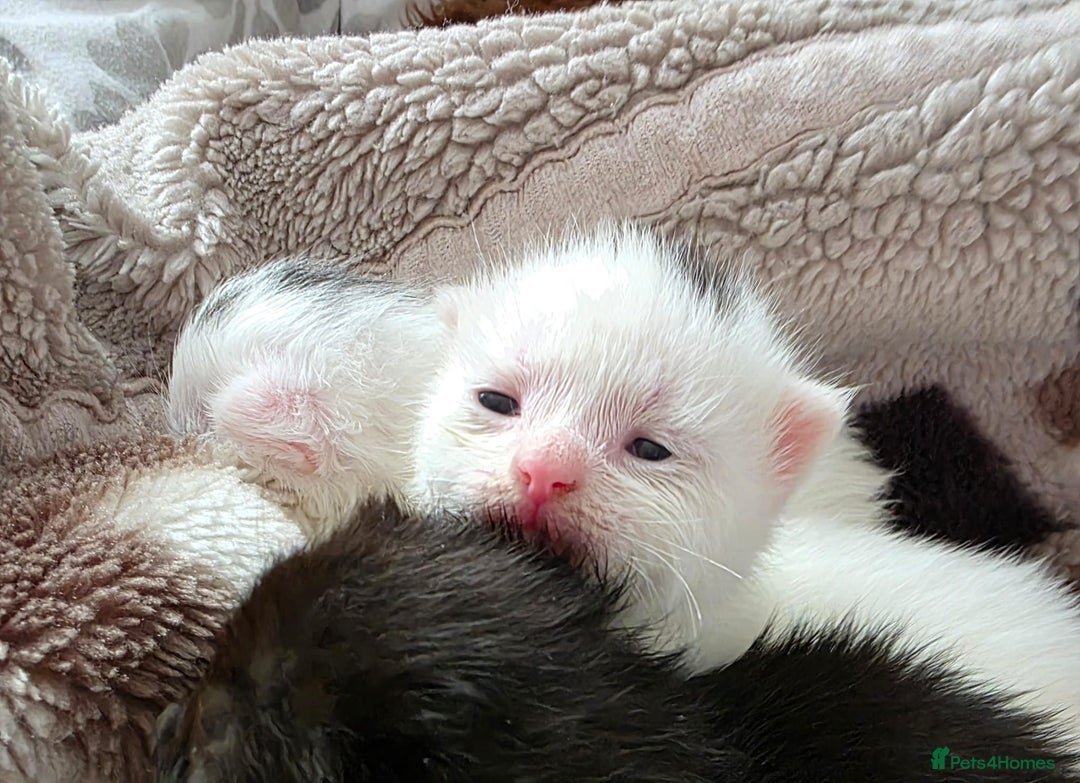 Mixed Breed cats for sale: Mixed kittens😻😽Ragdoll x domestic 🙀👌 - Advert 14