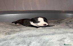 Staffordshire Bull Terrier dogs for sale: Staffordshire bull terrier puppy’s  - Image 23