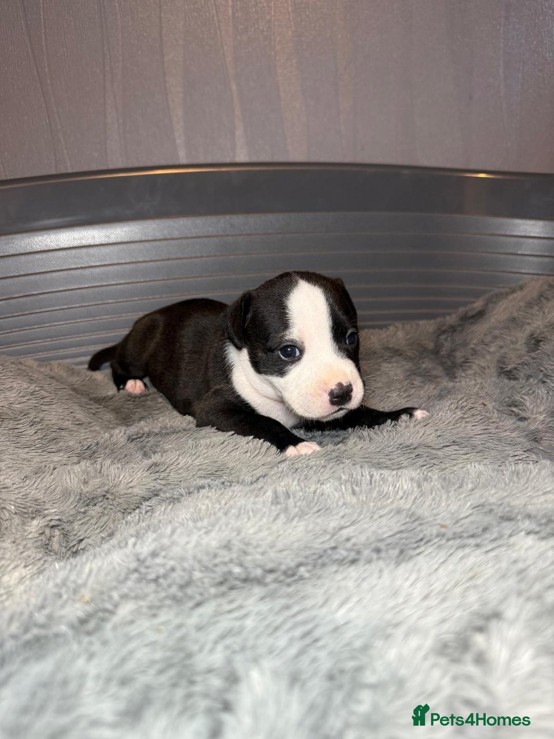 Staffordshire Bull Terrier dogs for sale: Staffordshire bull terrier puppy’s  - Image 23