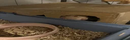 Rat rodents for sale: Lone Male Rat - Cream colour with red eyes. - Advert 2