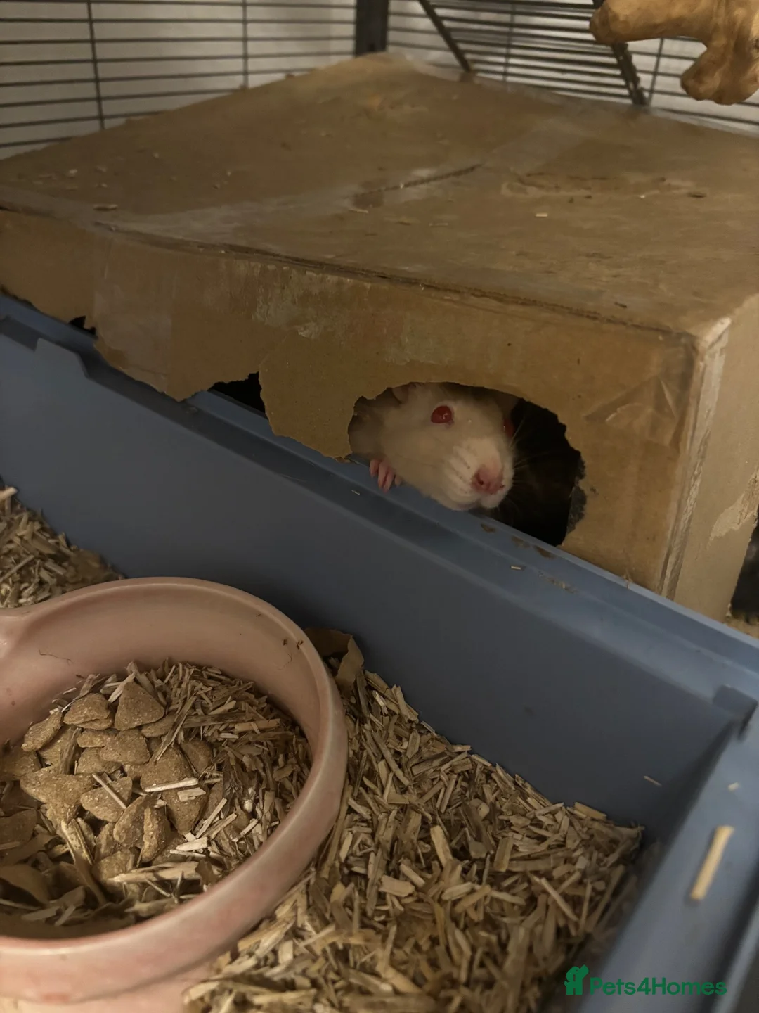 Rat rodents for sale: Lone Male Rat - Cream colour with red eyes. - Advert 2