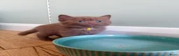 British Shorthair cats for sale: 🐾 Beautiful Cinnamon British Shorthair Kittens 🐾 - Advert 4