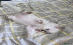 Ragdoll cats for sale: Fully Vaccinated Ragdolls ready 8th Nov - Image 18