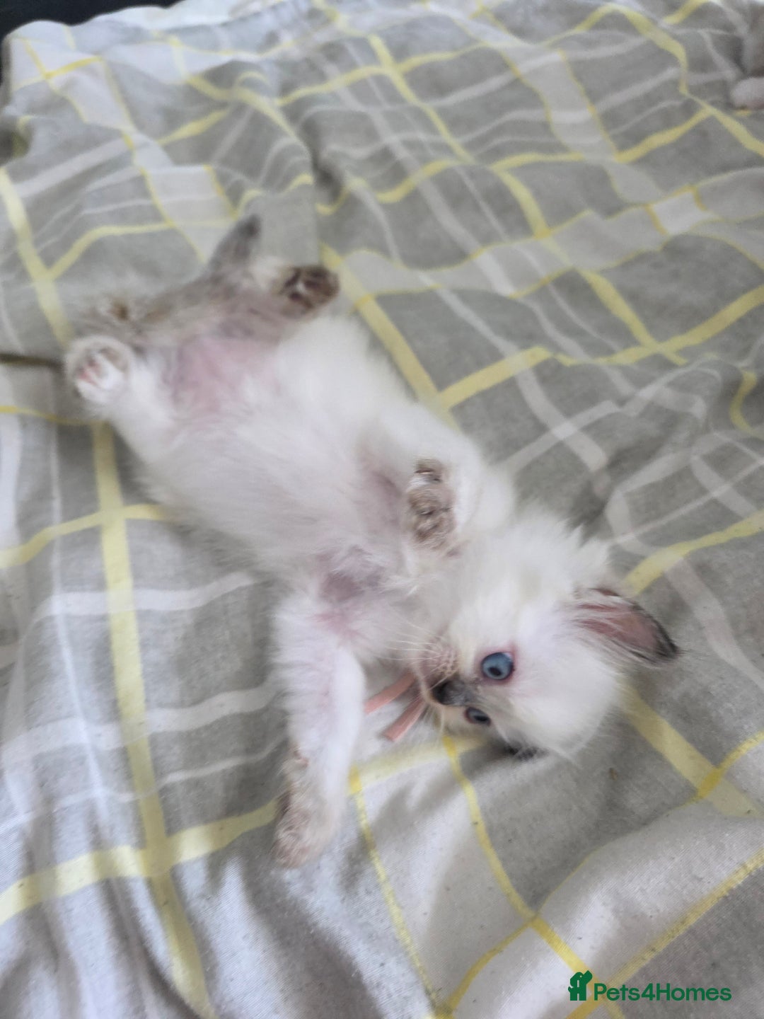 Ragdoll cats for sale: Fully Vaccinated Ragdolls ready 8th Nov - Image 18