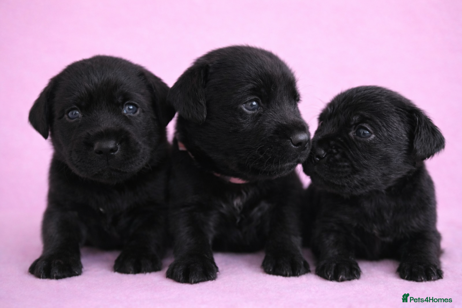 Labrador Retriever dogs 3 GIRLS Exceptional Labrador Retriever Puppies - Advert 3