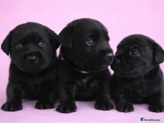 Labrador Retriever dogs 1 GIRL LEFT Exceptional Labrador Retriever Puppy - Advert 16