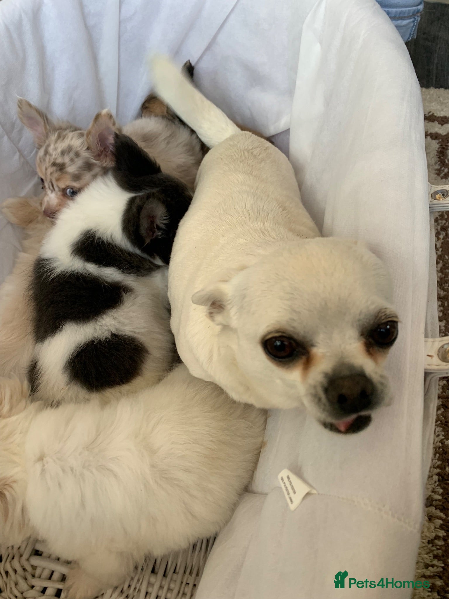 Chihuahua dogs Chihuahua puppies - Advert 17