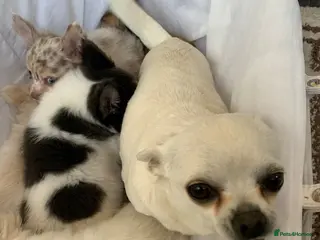 Chihuahua dogs Chihuahua puppies - Advert 1