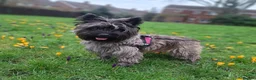 Cairn Terrier dogs for sale: Stunning pedigree litter bred from champion cairns - Advert 7