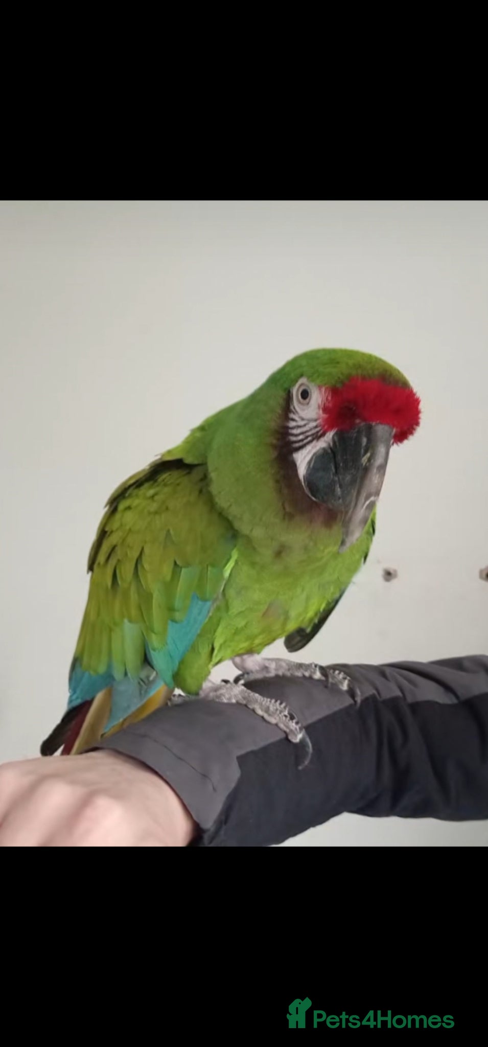 Budgerigars birds Tame Military Macaw - Advert 1