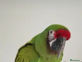 Budgerigars birds Tame Military Macaw - Advert 1