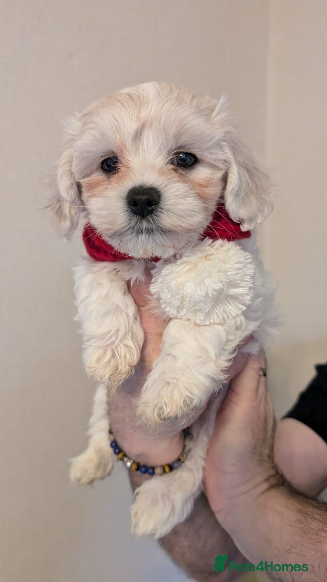 Maltipoo dogs for sale: Stunning Apricot Maltipoos  - Advert 13
