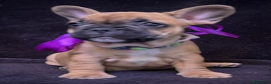 French Bulldog Puppy 3