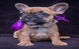 French Bulldog dogs for sale: French Bulldogs Ready to Leave  - Image 4
