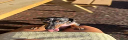 Miniature Dachshund dogs for sale: Mini dachshund  - Advert 3