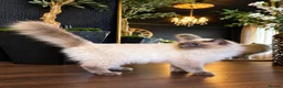 Ragdoll cats for sale: Beautiful Blue Ragdoll Kittens 2 Boys & 3 Girls - Advert 3