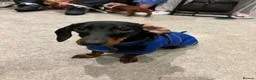 Dachshund dogs for sale: Black and Tan dachshund  - Advert 1