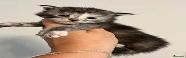 Maine Coon Kitten 6