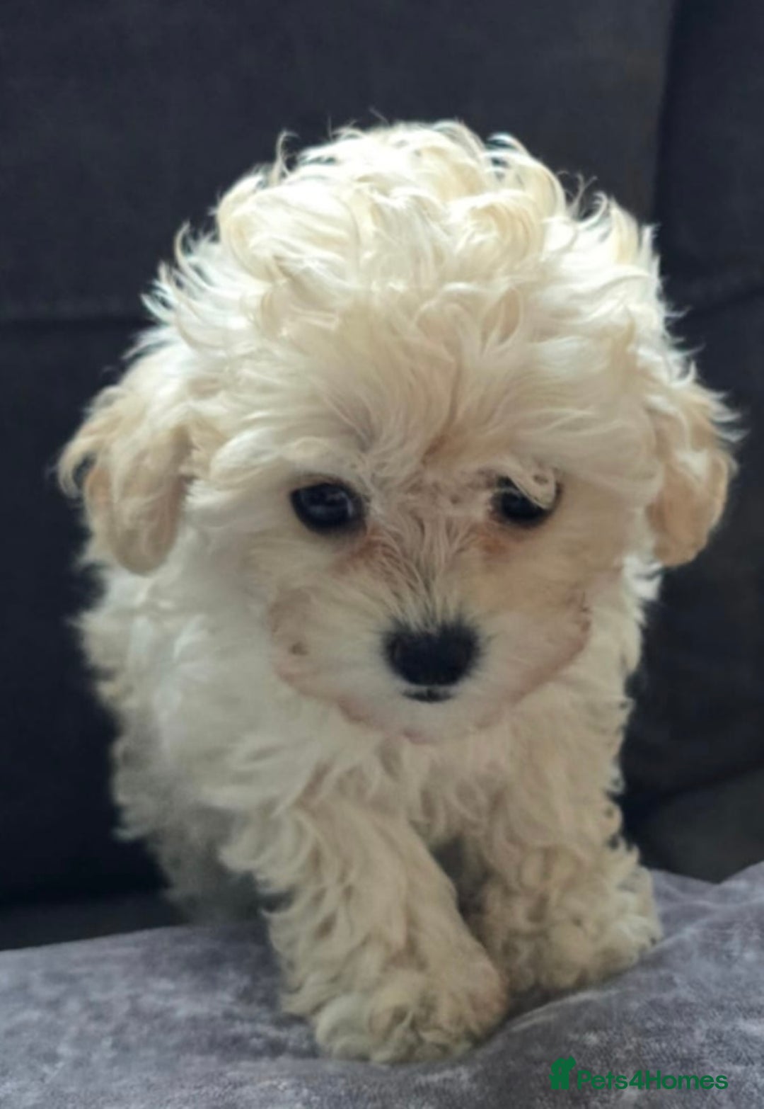 Maltipoo dogs for sale: 2 tiny maltipoo girls left DNA Tested - Image 4